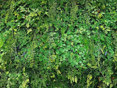 Mur végétal artificiel vigne